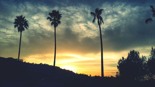 Silhouette of palm trees against cloudy sky