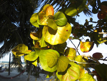 Close-up of yellow leaves on tree