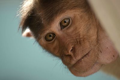 Close-up portrait of cat