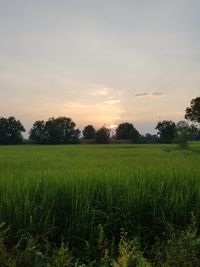 Scenic view of agricultural field against sky during sunset