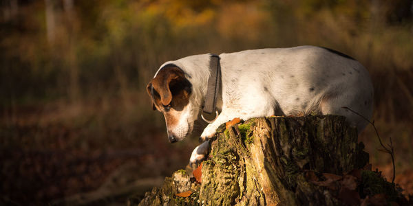 Dog looking away on field