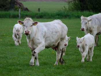 White cows on a meadow in westphalia