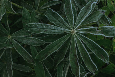 Close-up of frosty leaves
