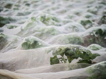 Plants growing under protective mesh on an agricultural field near stuttgart, germany