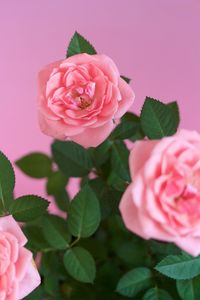 Close-up of pink roses blooming outdoors