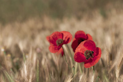 Close-up of red poppy flowers on field