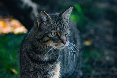 Close-up portrait of a cat