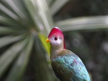 bird