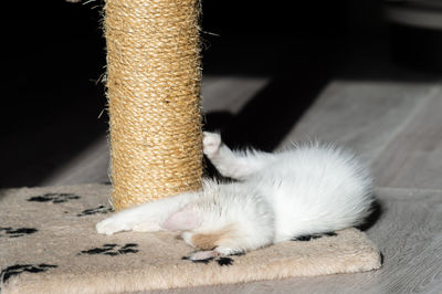 Close-up of cat lying on table