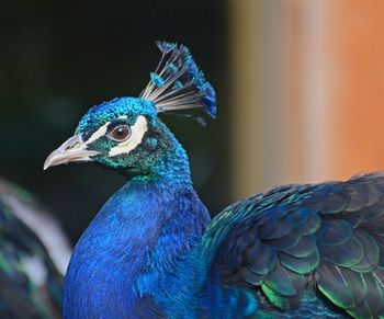 Close-up of peacock