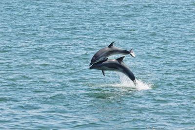 dolphin