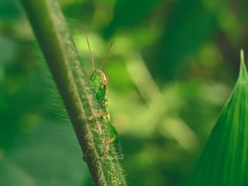 Close-up of insect on leaf