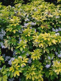 High angle view of flowering plants