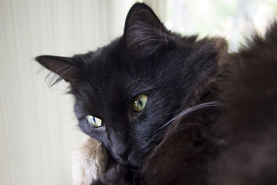 Portrait of black cat at home