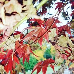 Low angle view of maple leaves on tree during autumn