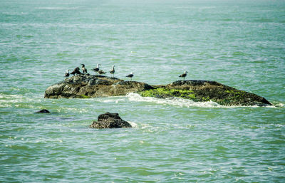 View of crab in sea