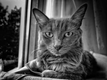 Close-up portrait of cat by window at home