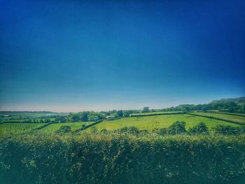 Scenic view of field against clear blue sky