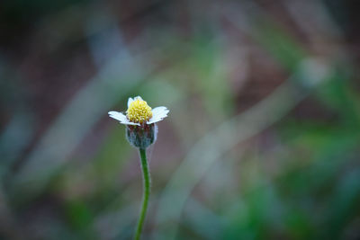 Close-up of white flowering plant