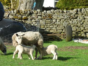 Sheep grazing in a field