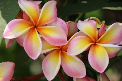 Close-up of flowers