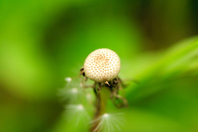 Close-up of dandelion