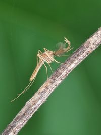 Close-up of grasshopper