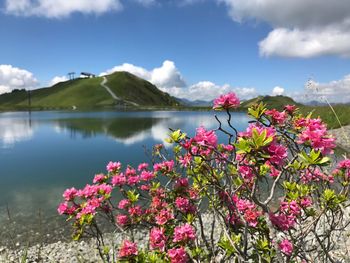 Pink flowering plants by lake against sky