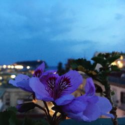 Close-up of blue flowers blooming at night