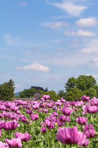 Close-up of purple flowering plants on field against sky