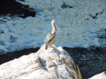 Bird perching on rock