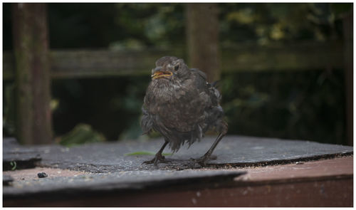 Close-up of bird perching on wood