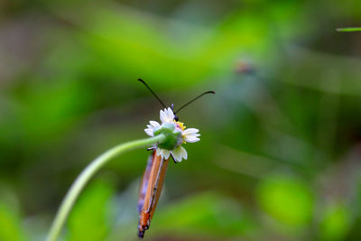 Close-up of white flowering plant