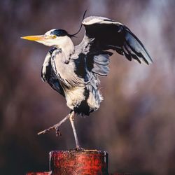 Close-up of a bird