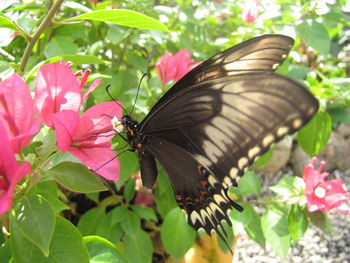 Butterfly on pink flowers blooming outdoors