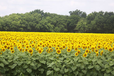 Yellow flowers growing in field