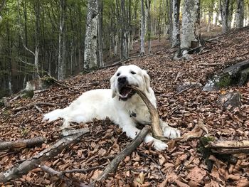 White dog on tree trunk in forest