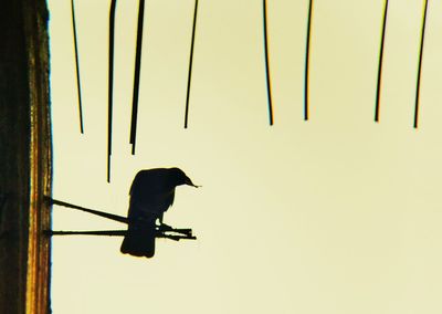Close-up of silhouette bird perching on clear sky