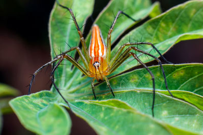 Close-up of insect on leaf
