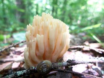 Close-up of mushroom growing on field