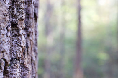 Close-up of tree trunk