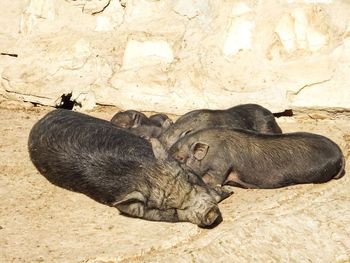 High angle view of animal resting on land