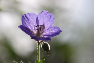 Close-up of purple flower blooming outdoors