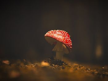 Close-up of fly agaric mushroom on field