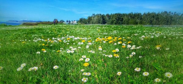 Yellow flowers growing in field