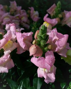 Close-up of pink flowers blooming outdoors