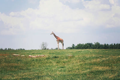 One tall giraffe standing in savanna park on summer day. big exotic animal walking 
