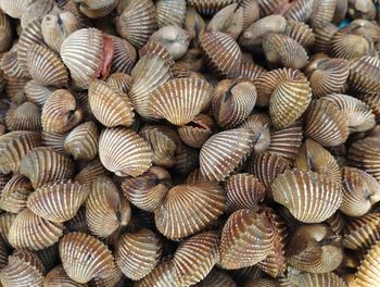 Full frame shot of seashells