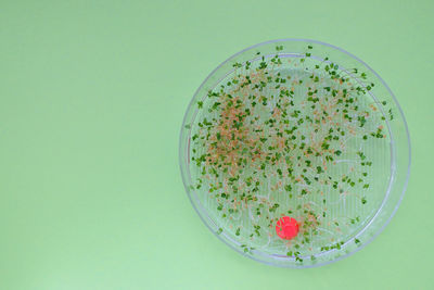 Directly above shot of food in plate on white background