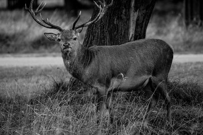 Deer on field